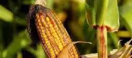 为什么玉米被认为是“外星植物”？一位种了半辈子地的老人告诉我，90%的人都不知道