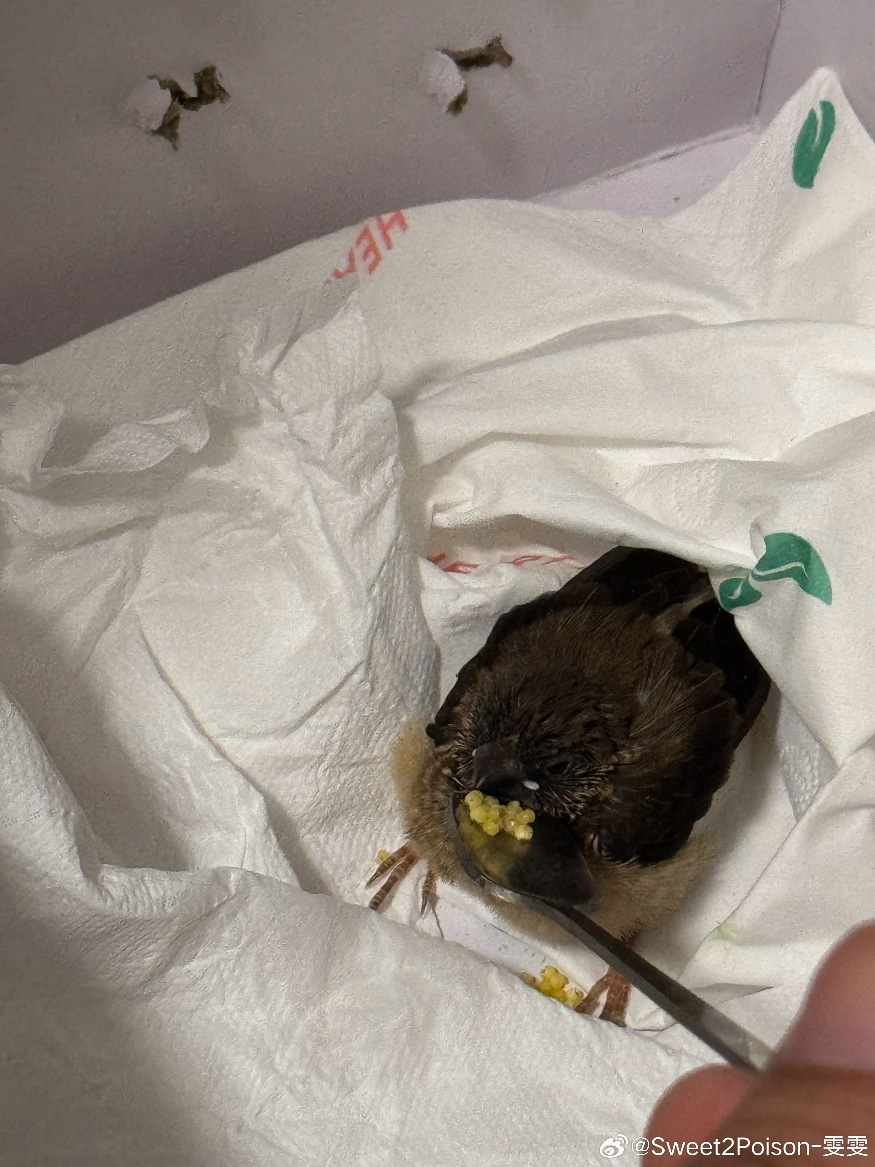 不上班的时候都在养花养鸟…谁懂我