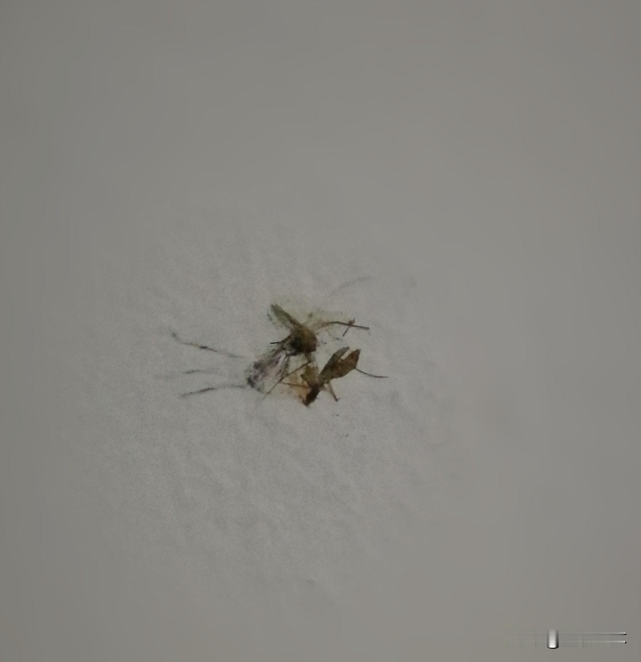 蚊子的宿命图一是一只刚制成标本的蚊子，体型颇为硕大。在它沦为标本之前，它像在公