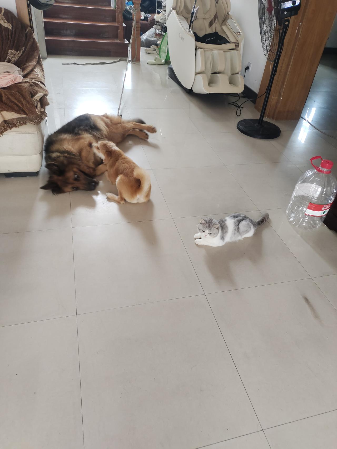 战斗猫很厉害我家养了三只猫、两条狗。猫有两只宠物猫和一只战斗猫，两只宠物猫打