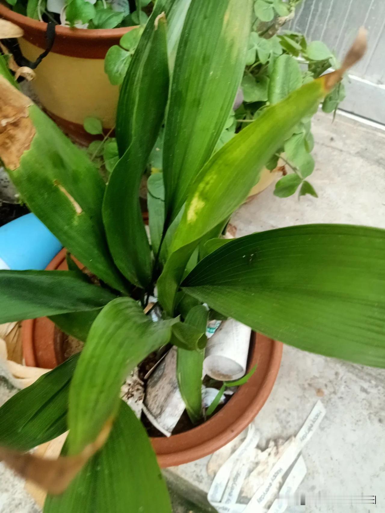 阳台花草近况阳台内的绿植欣赏