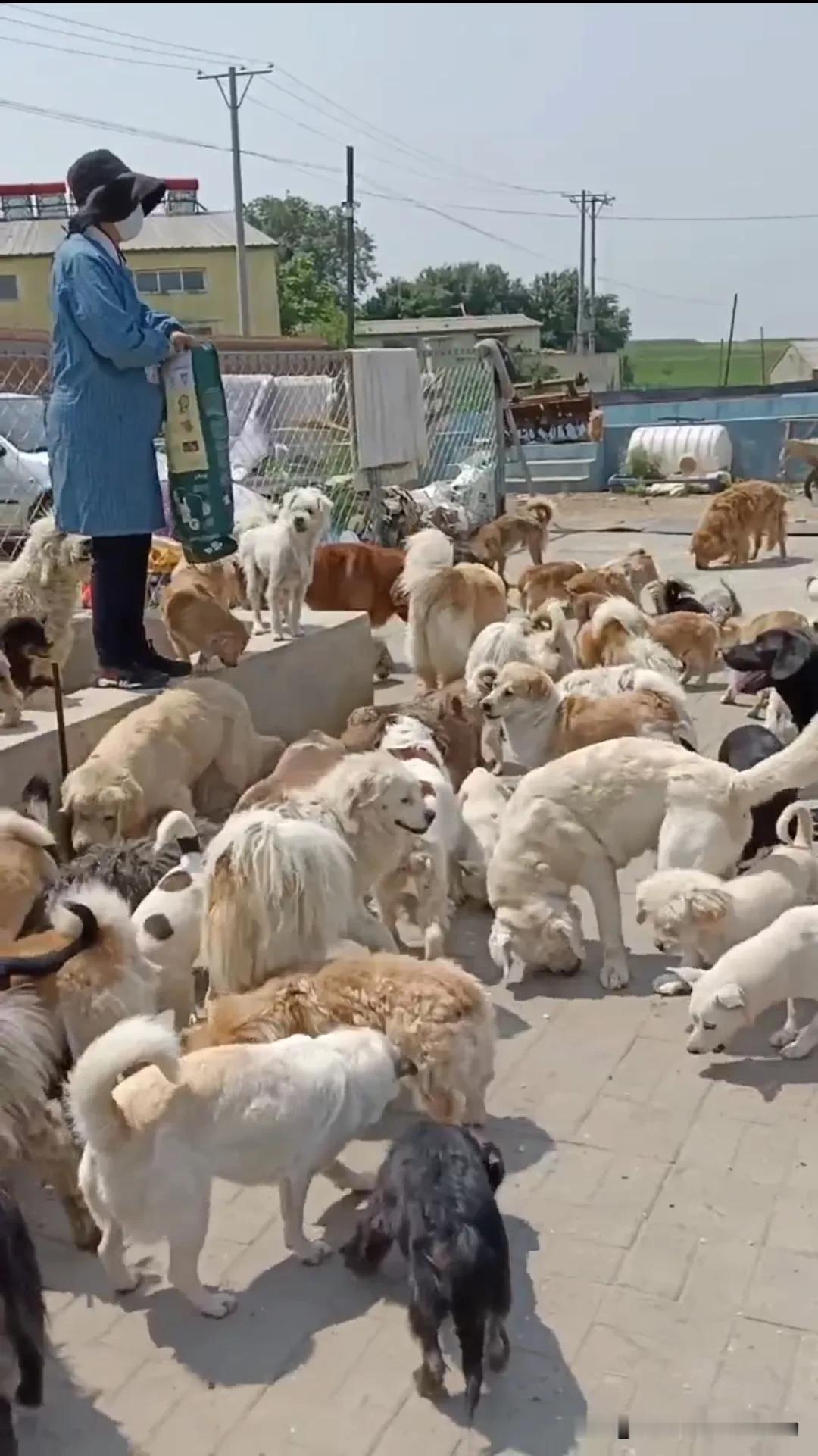 愿所有的流浪动物都能有个归宿！
