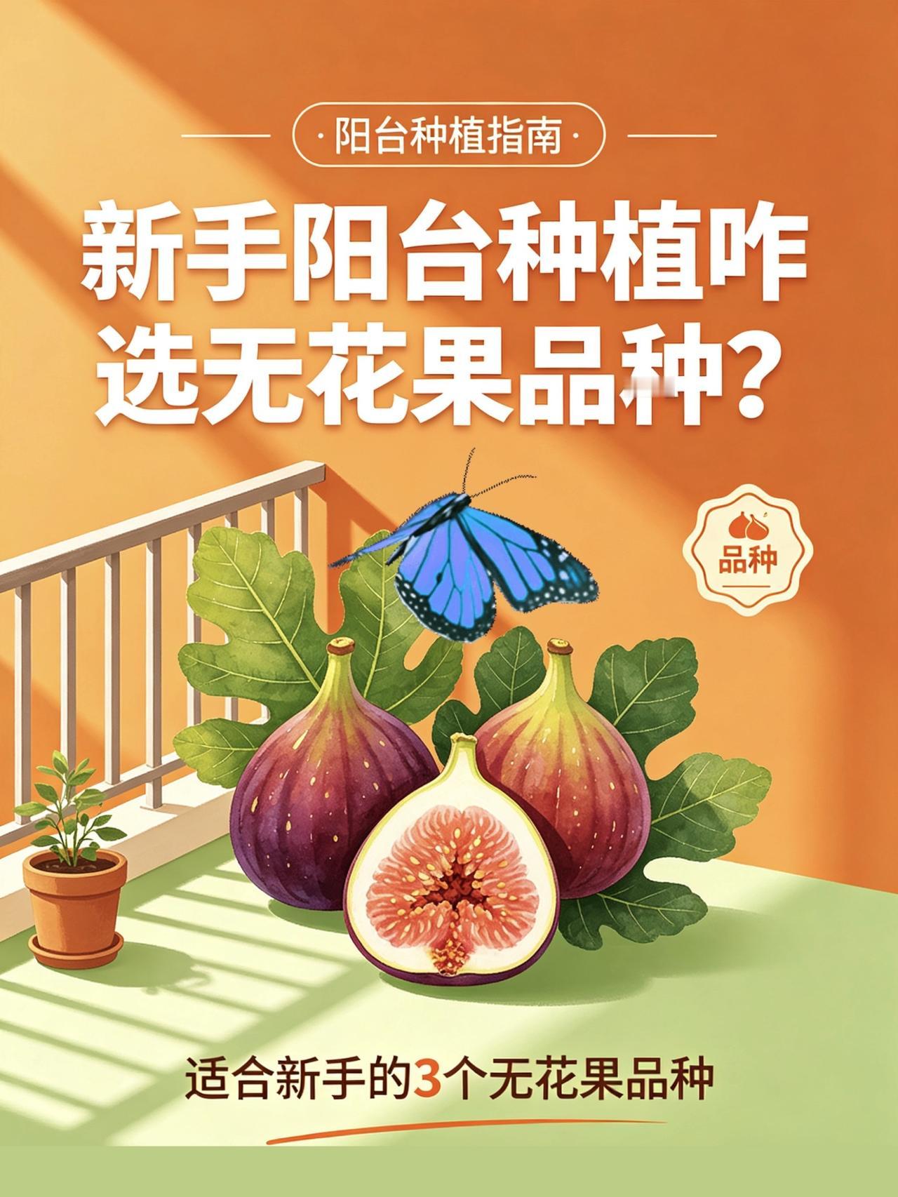 新手阳台种植咋选无花果品种？无花果种植无花果