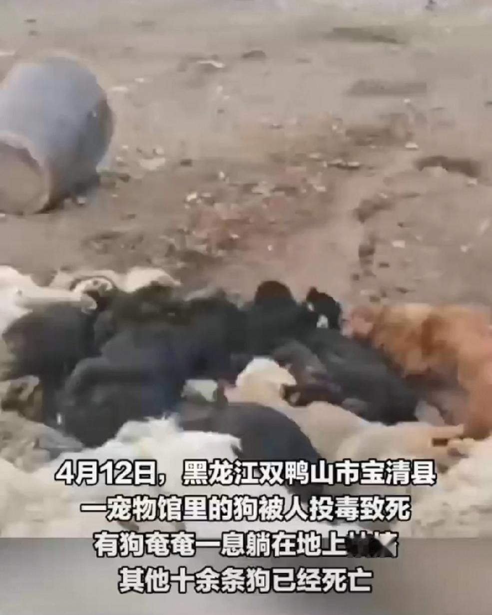 太残忍了！4月12日一大早，黑龙江双鸭山市宝清县一家宠物馆的负责人徐女士去喂狗。