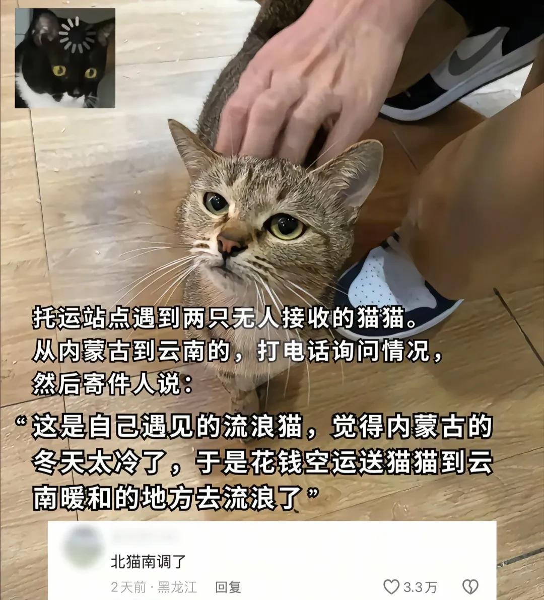 笑不活了！担心流浪猫被冻死，将它们从北方空运到南方去流浪，很多人以为是个段子，原