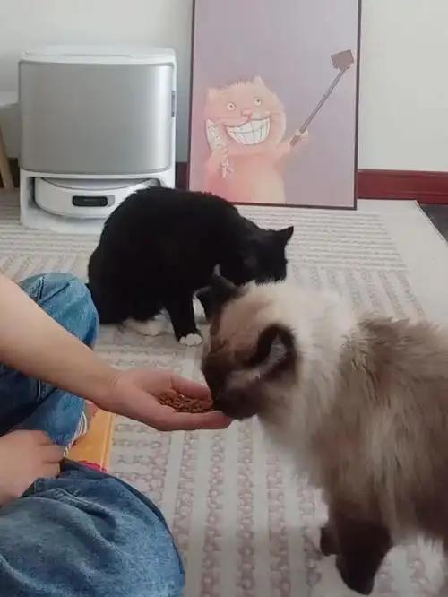 为什么现在年轻人宁可养猫也不生娃？去看看2026年的春招数据就懂了。拼尽全力托举
