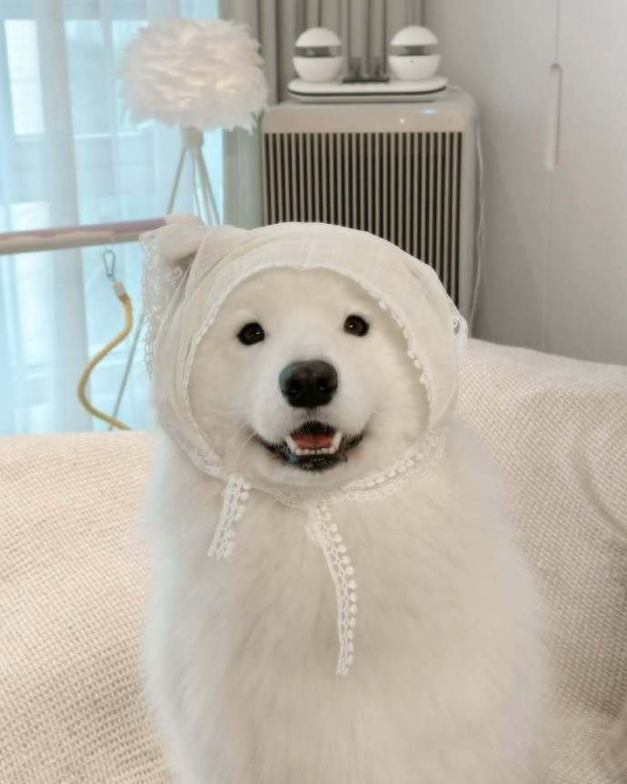 偷偷戴妈妈头巾的萨摩耶