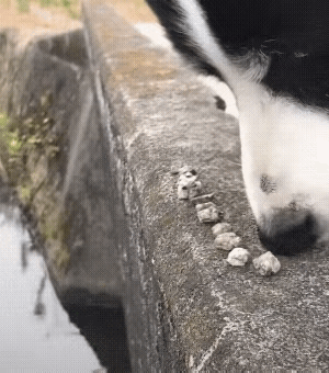 汪星人最后那一抹微笑，很强。