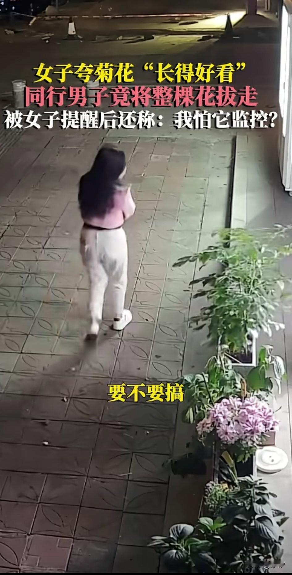 夜里男子和女子路过一处人家门口，看到人家门口种的句话很好看，粉衣女子就说了句