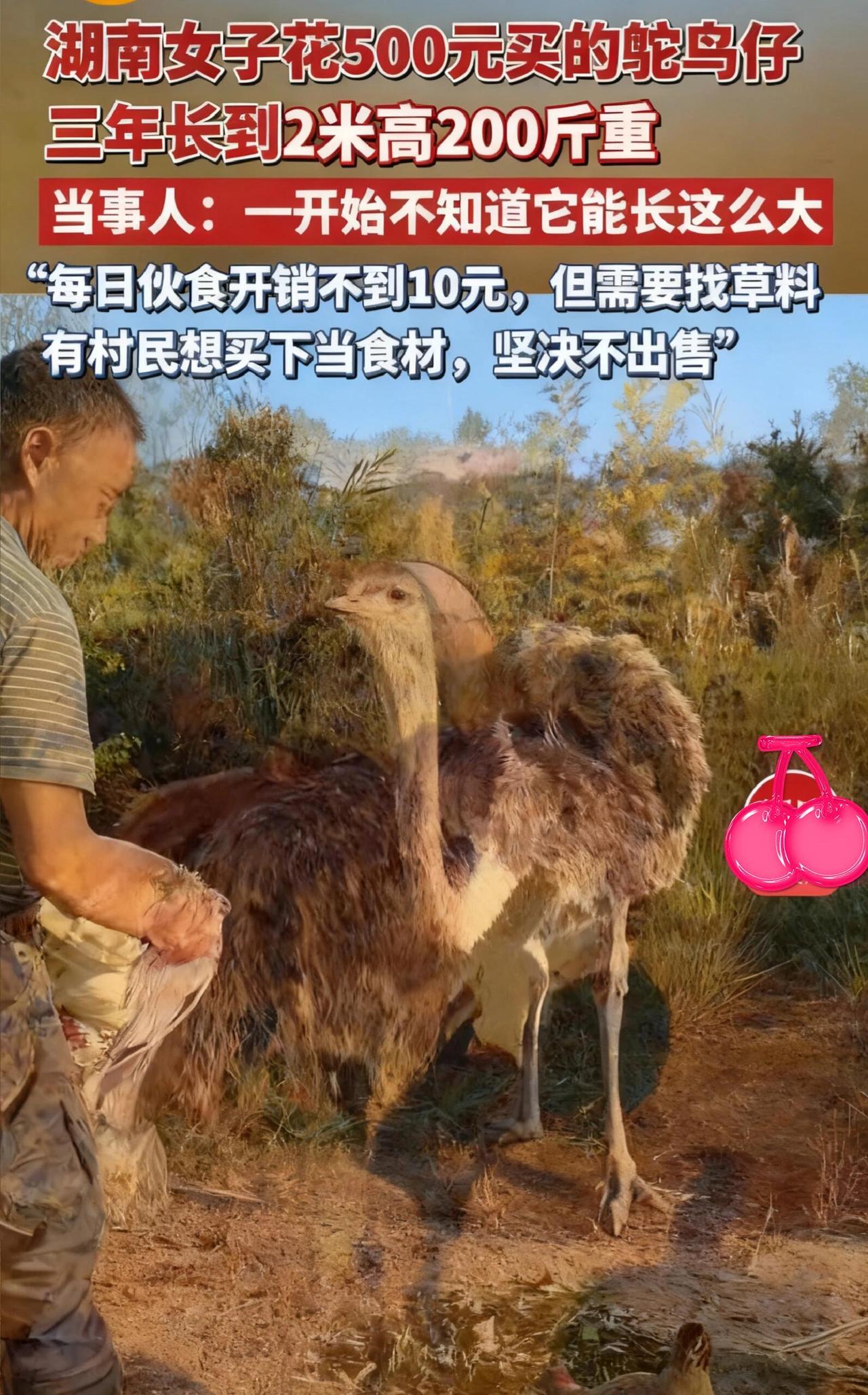 给你说个特别有意思的事儿。何女士家三年前花500块钱买了只“小鸡”，结果现在长成