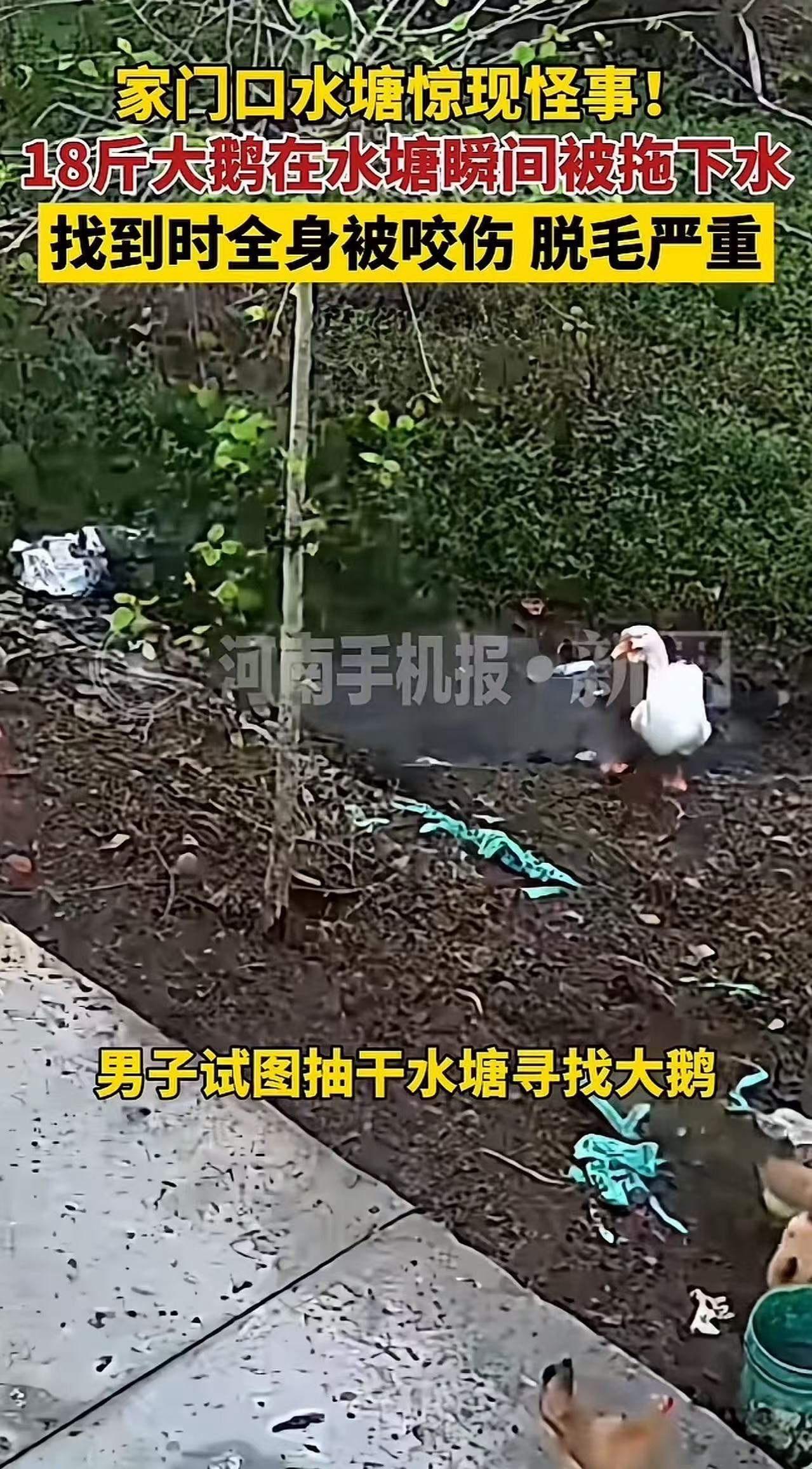 就在这平凡的乡村角落，一场令人匪夷所思的“怪事”悄然上演。河南信阳，一个普通的家