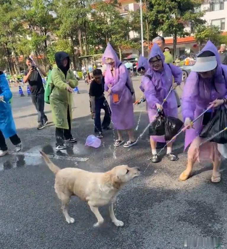 小狗参加泼水节也得被泼拉布拉多：遇见好多比我还狗的人
