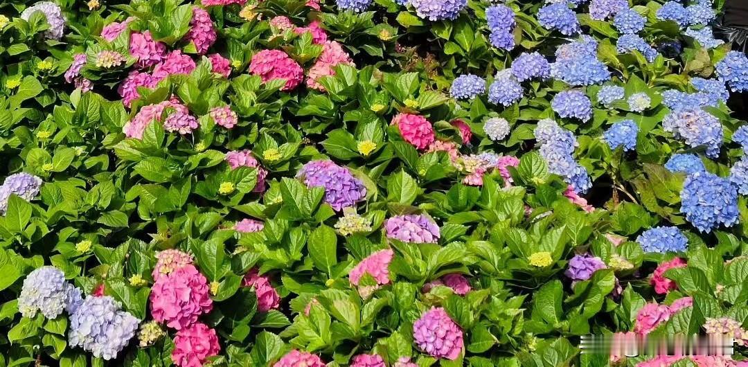 男友都欠那么多债了，女子居然还指望男友能把车过户给她，真是脑子糊涂！一女子，男友