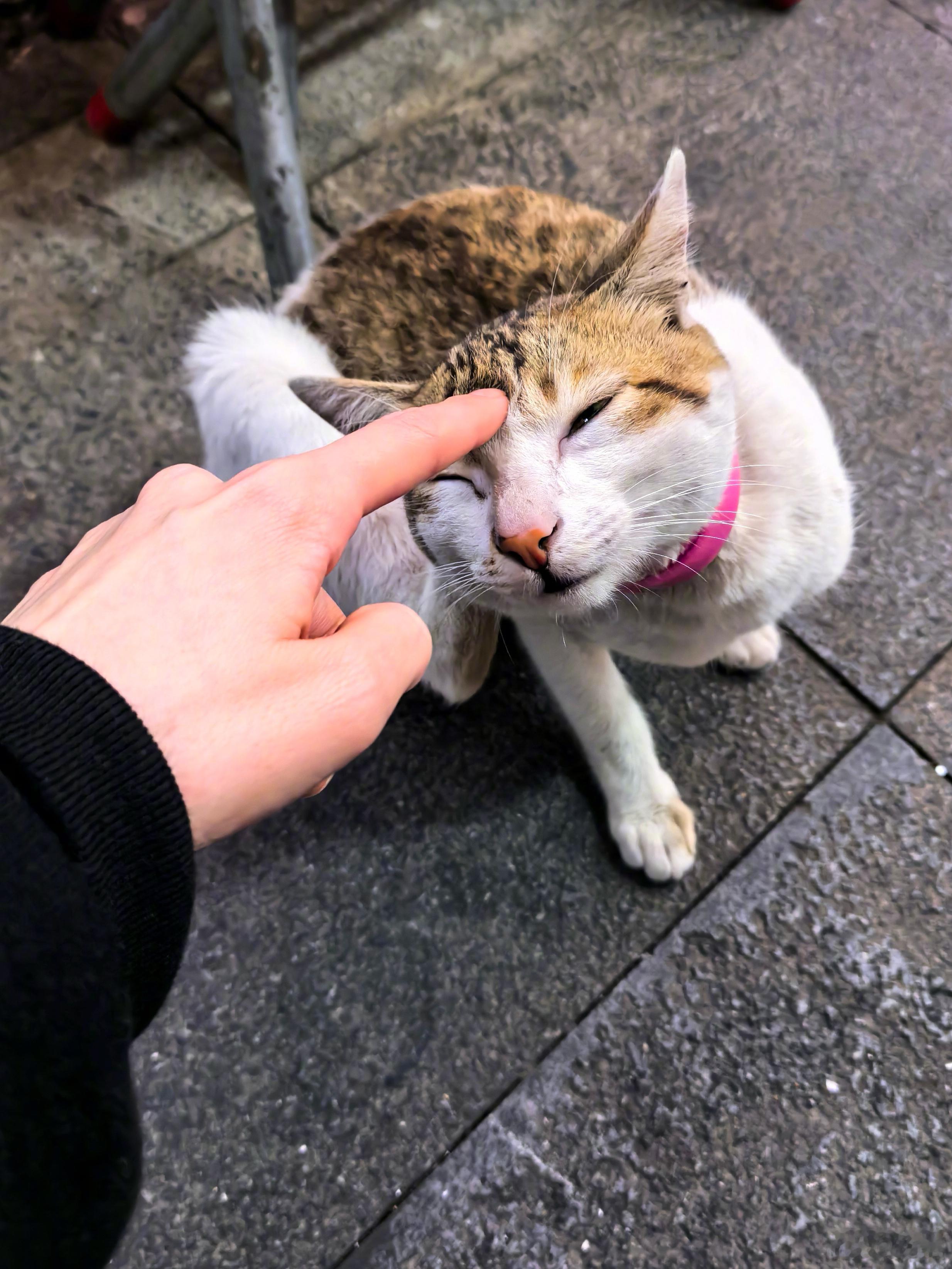 今天看到蜜蜂说这是和小猫咪打招呼的方式🐱