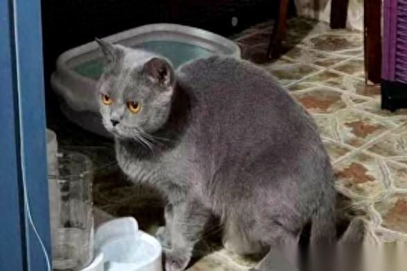 一万二，买了一只猫。哦不对，是“免费领养”的。这事儿绝了。一个妈妈想给女儿找