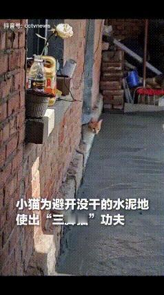 “万万没想到！”山东网友刚抹完水泥地，家中小猫找不到妈妈，急得喵喵叫，发现妈妈后