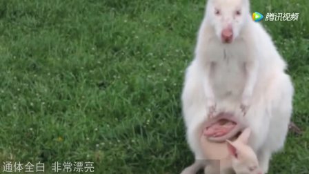 世界上最难听的歌(坚持到最后一分钟算你牛)_