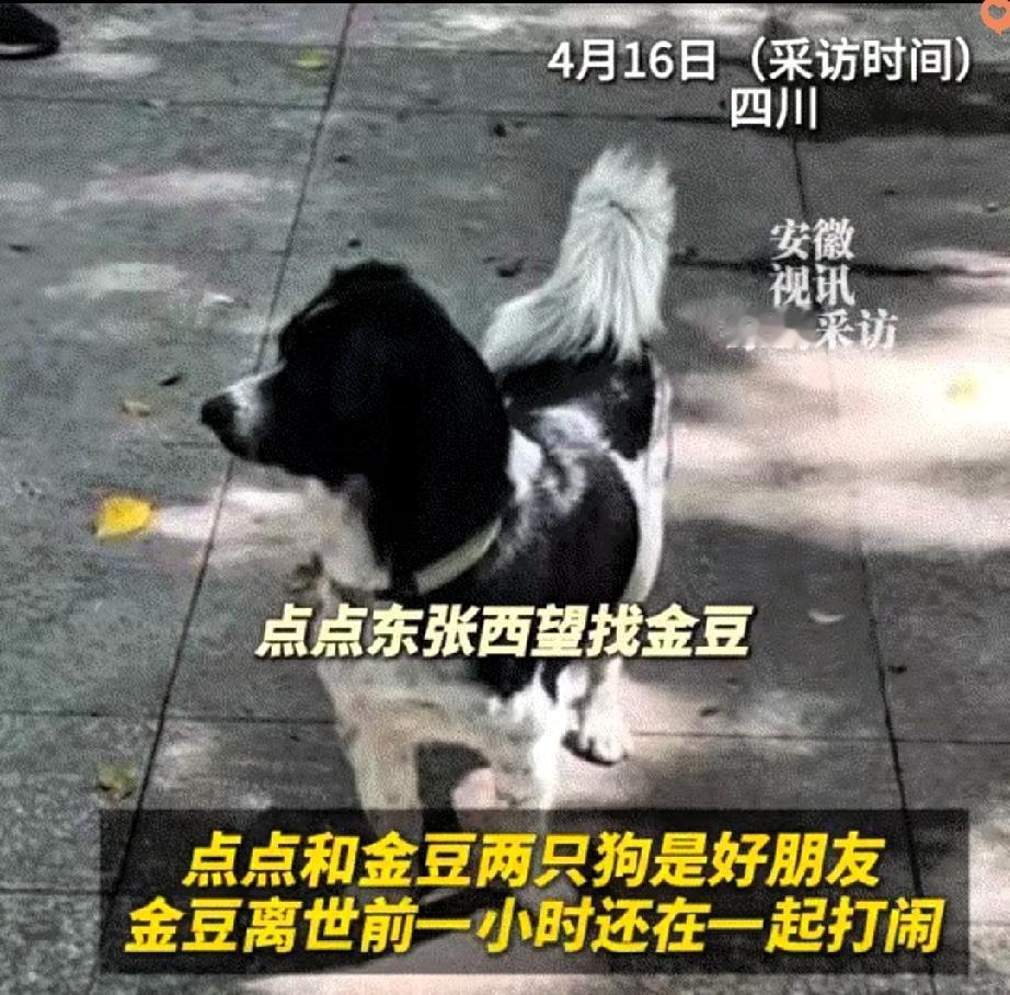 谁能想到，狗狗之间的情谊，居然能让人看得鼻子发酸。四川一位网友家的狗狗离世后