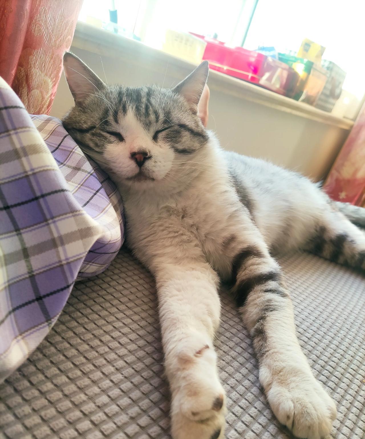 这可怎么办？捡回来的猫咪温柔粘人，满足了我对宠物猫的所有期待，却不受原住民欢迎，