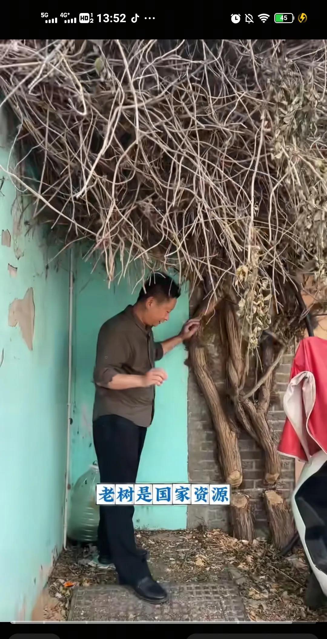 灌记砂锅因为私利砍掉学校两颗古树凌霄花，一句“影响生意”两度上门砍树7月9日，