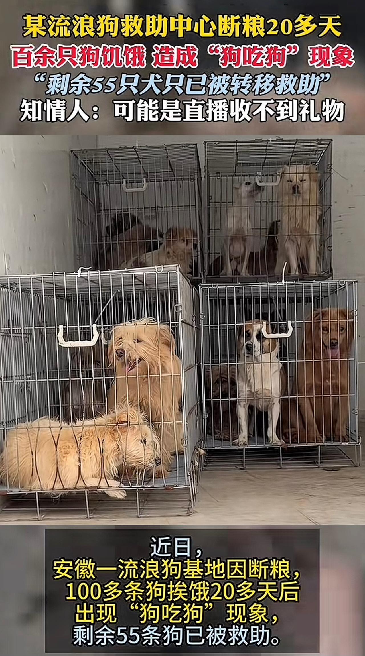 安徽一流浪狗救助基地主理人跑路，养狗的不养狗的都沉默了，100多条狗饿了20多天