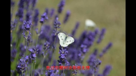 用心良苦唱歌曲谱_用心良苦(3)