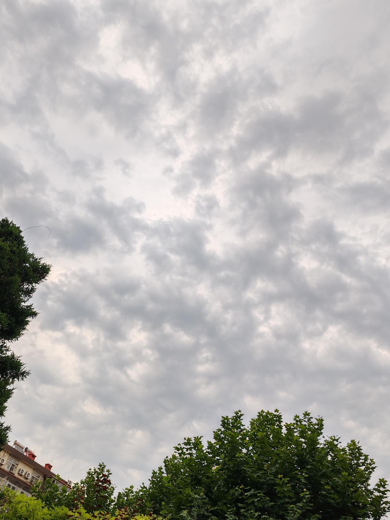 真心话茶局快要下雨喽，走进葡萄园，看一看葡萄望天兴叹的表情？