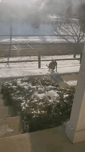 北方冷到什么程度？狗狗刚拉完的粑粑，落地直接冻成冰坨坨，硬邦邦的，捡都不用弯腰