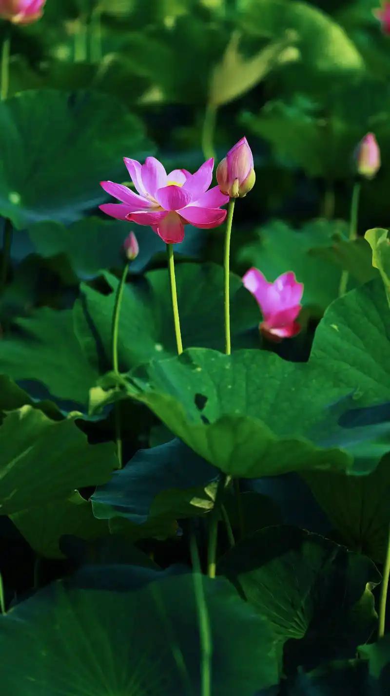 🐍属蛇人：高冷外表下的狠角色，谁能顶得住？🤔生肖蛇的人，外表看似高冷，让人难