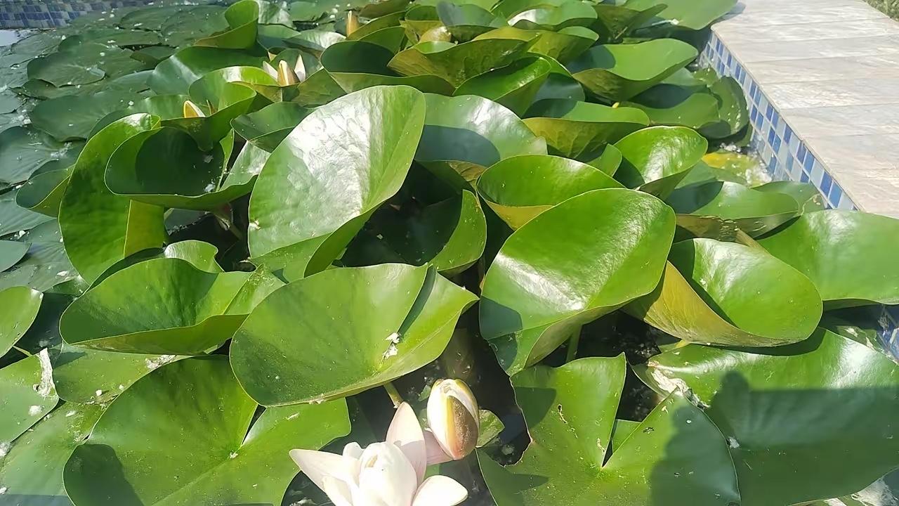 马英九有多蠢？最近基金会内部出现纠纷，能明显看出马英九处事方式存在很大问题。