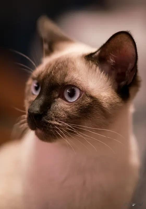 暹罗猫和布偶猫的区别是什么?暹罗猫和布偶猫虽都是大型猫种，但区别可大了。暹罗猫