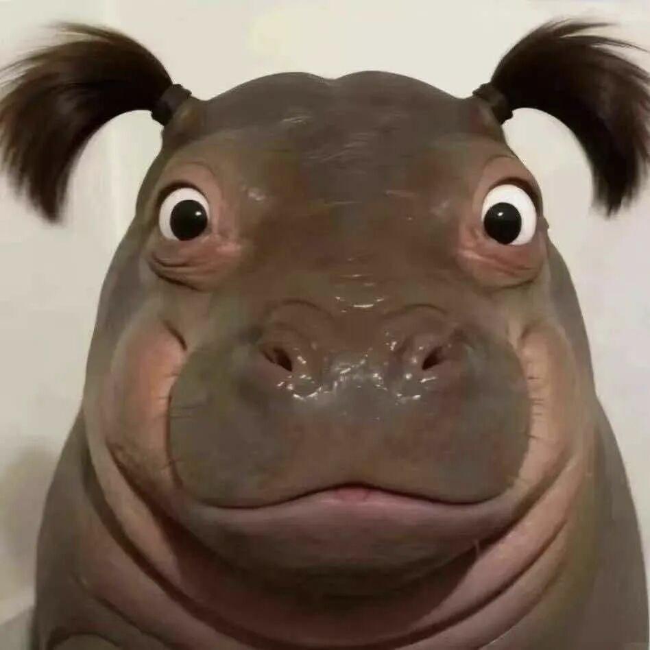 哈哈哈哈哈哈哈，这两个图片可以让我笑好久。因为太可爱了。其实，我有时候也想所有我