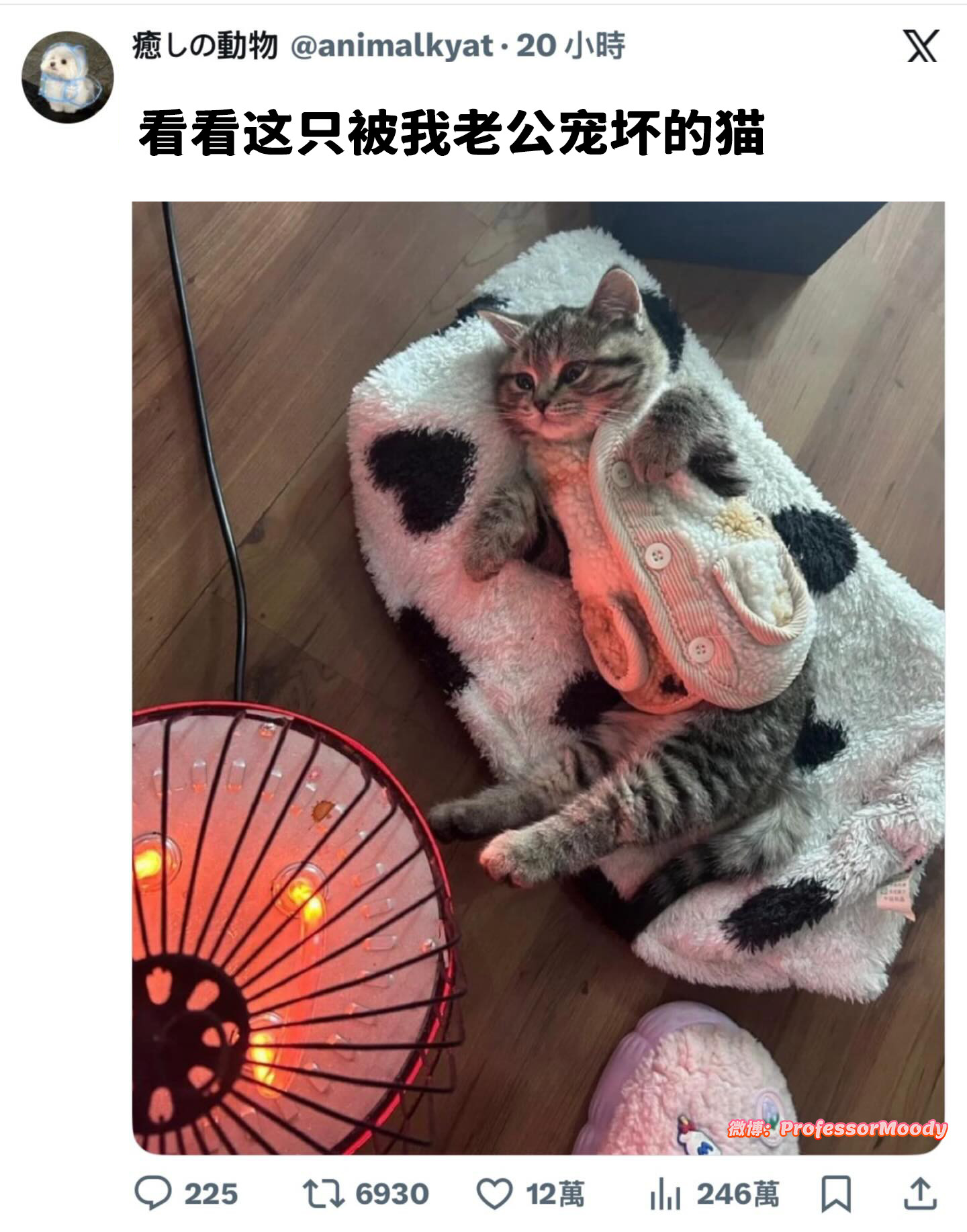 娇生惯养坏了(･´ω`･)