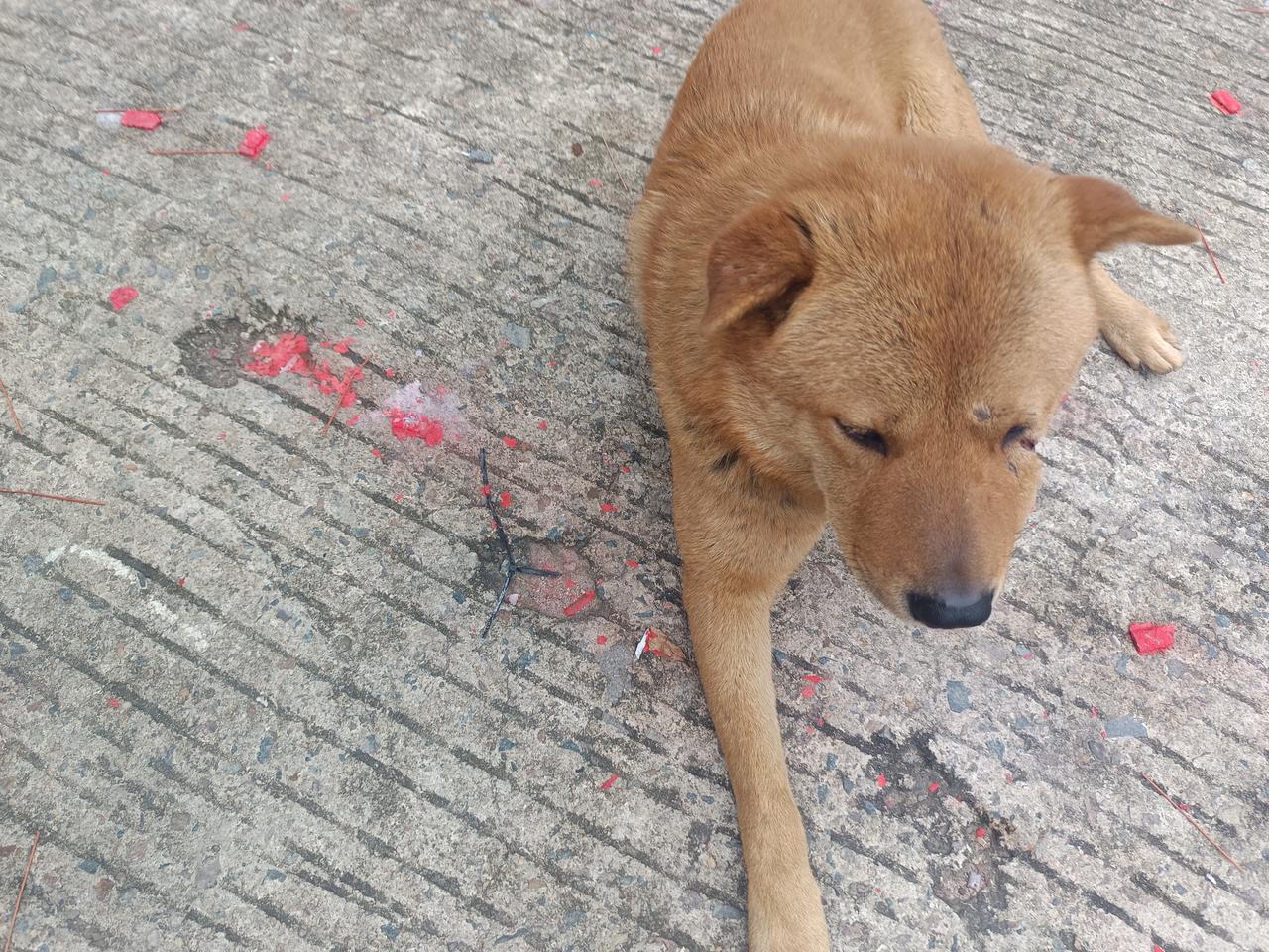 我有一件事不知道怎么说才好我发现中华田园犬有一个比较严重的问题你敢相