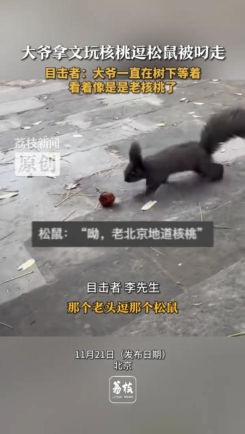 “这下后悔了吧！”11月20日，北京，一大爷在公园里盘核桃，结果看到有松鼠在一旁
