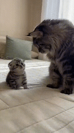 萌翻了！小奶猫一脸奶凶奶凶，这反差萌谁顶得住？恨不得搂进怀里使劲揉！
