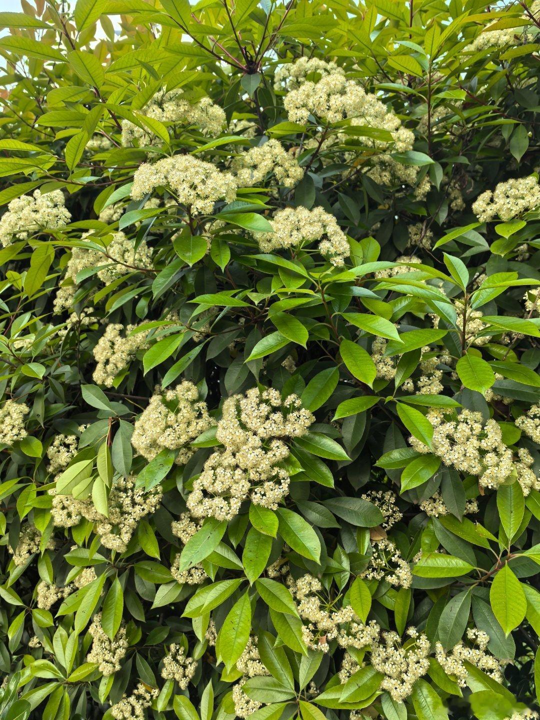 。。。厚礼蟹。。。又到了空气中弥漫着不可名状味道的季节