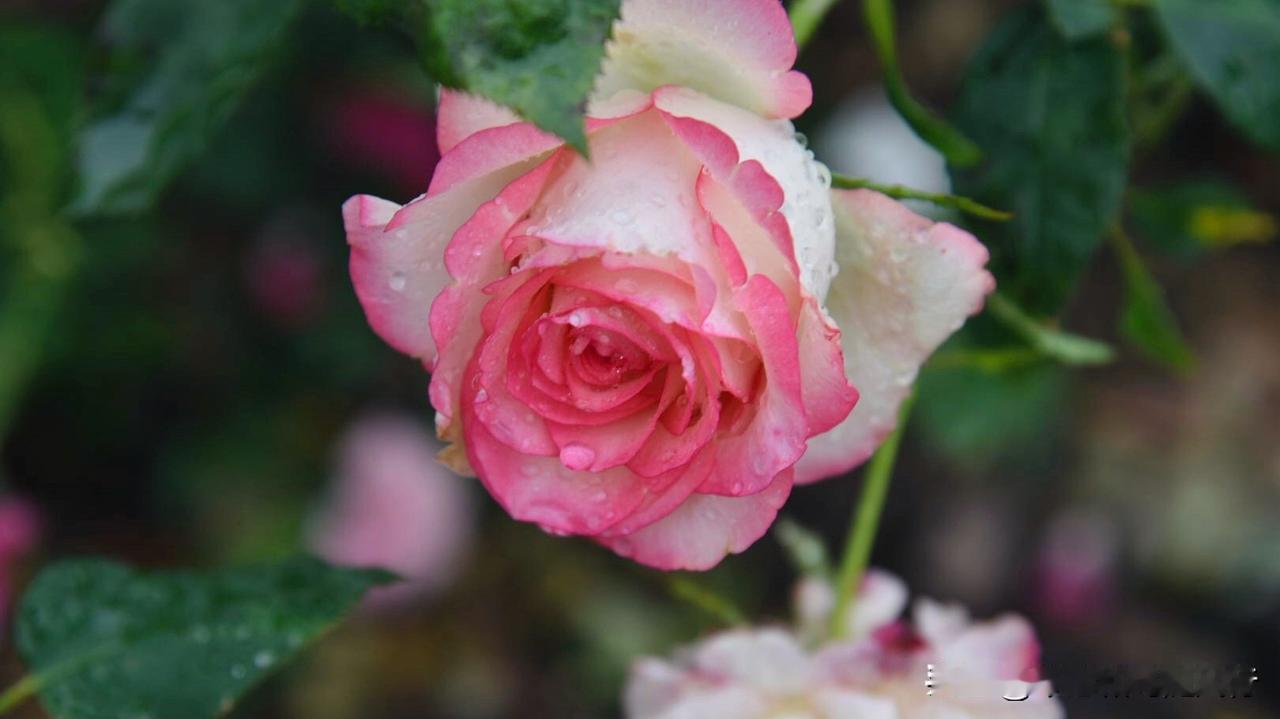 月季随手拍春雨过后，含苞欲放的艾莎月季：标志性的波浪花瓣，将浪漫层叠包裹，呈现出