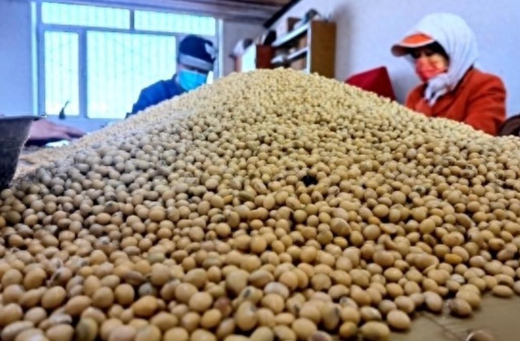 有资料显示,一亿吨大豆除了能榨出二千万吨食用油之外,余下的七千多万吨豆粕,能产出
