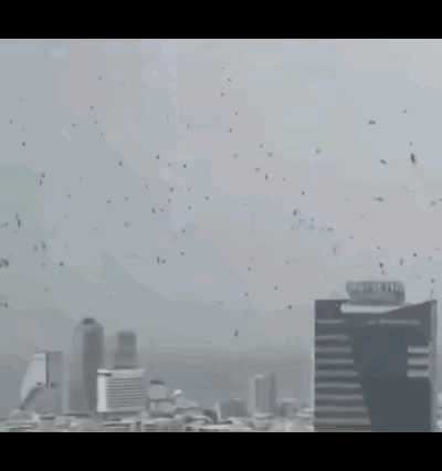 特拉维夫乌鸦成群引恐慌，背后真相并非末日预兆在以色列特拉维夫上空和街头出现大