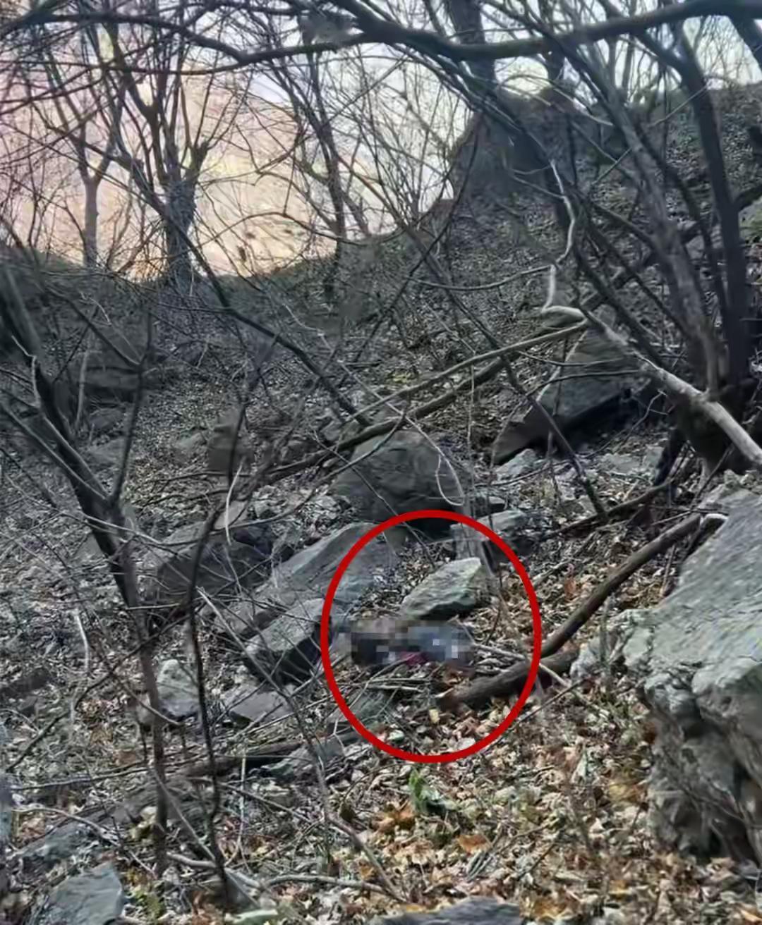 被发现时，已经是一具冰冷的遗体！失联43天的饶光辉找到了，就在一处悬崖下，旁边还