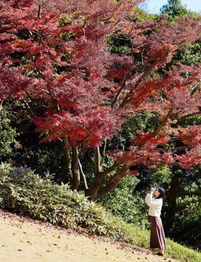 12月29日，日本佳子公主迎来了31岁生日。这次的庆生照换了新风格，31岁的佳