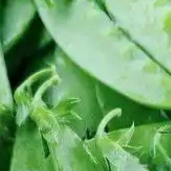 种植🍃荷兰豆种植的时间和方法一、种植时间1.春季种植：在春季，一般是3月至