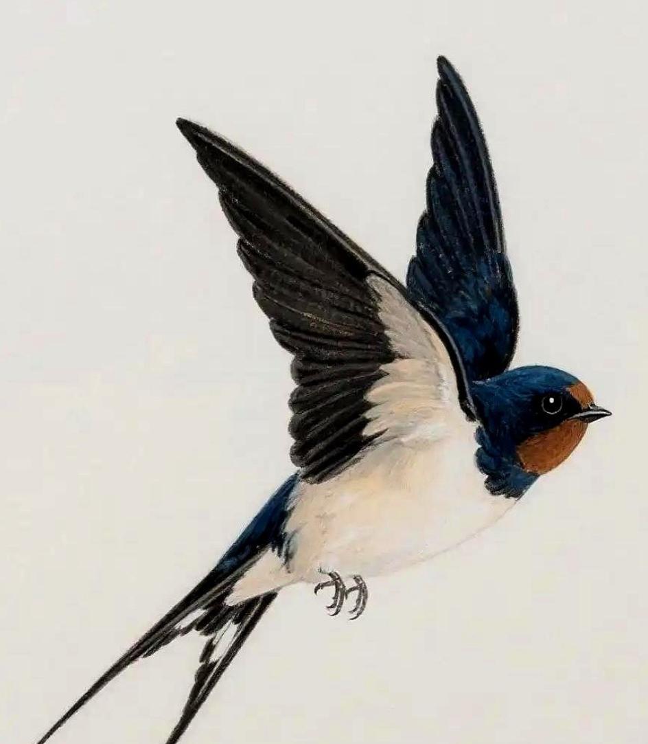 给燕子装上追踪器后，我们几代人的常识，塌了。它们秋天往南飞，根本不是飞到海南岛