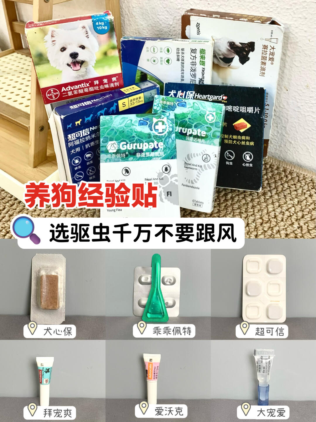 狗狗驱虫很有必要！虫虫退退退！