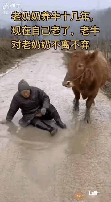 老奶奶和自家的牛走在乡村公路上，因为下过雨洛阳面湿滑，老奶奶跌坐在公路上。这里