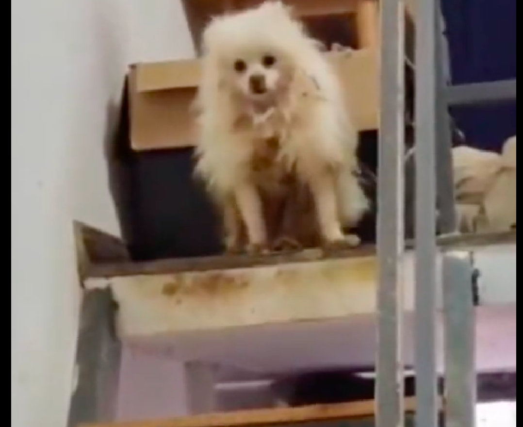 [女孩欠房租联系不上，房东开门后被震惊到，狗狗在里面被饿了17天]最近在海南的一