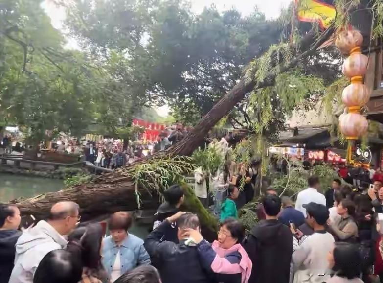 成都一景区，古树突然倒塌，当地公布倒塌原因，确实有点不可思议……倒塌原因