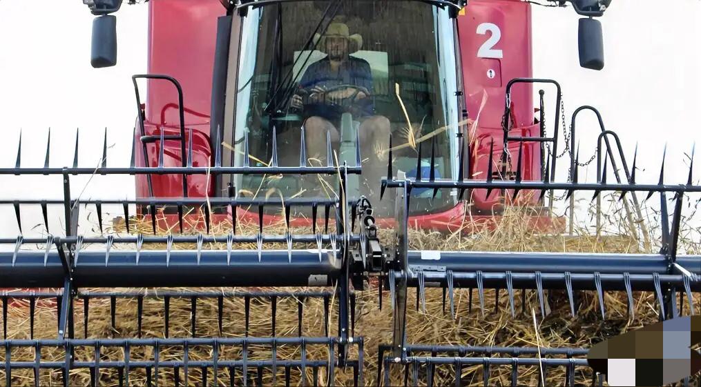 澳大利亚天塌了在加拿大总理卡尼上周访华之后，一家中国进口商购买了一批加拿大油菜