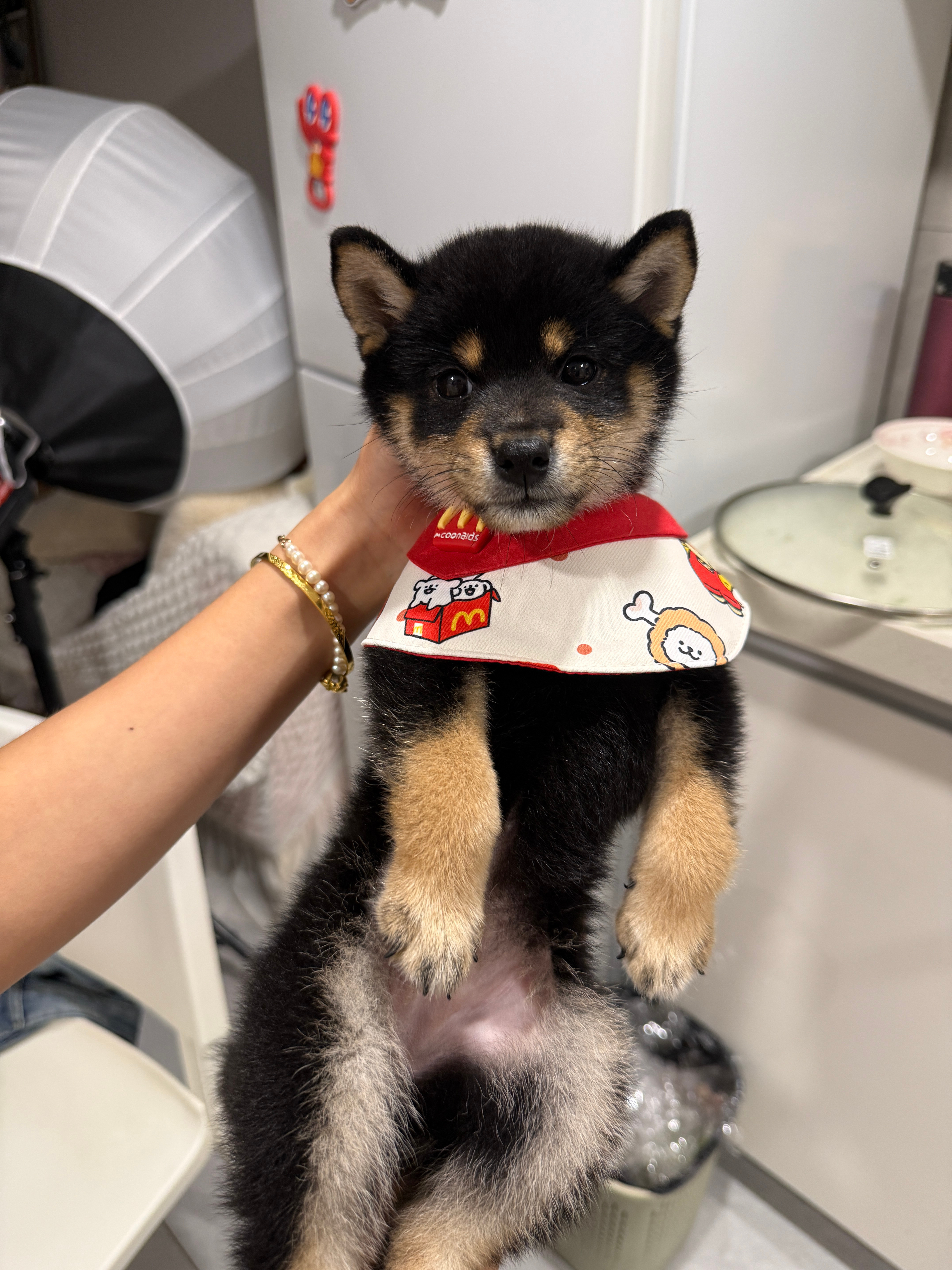麦当劳小狗好好好～柴犬​​​